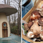 This Hidden North Carolina Mushroom Farm Is Home to a One-of-a-Kind Mushroom House
