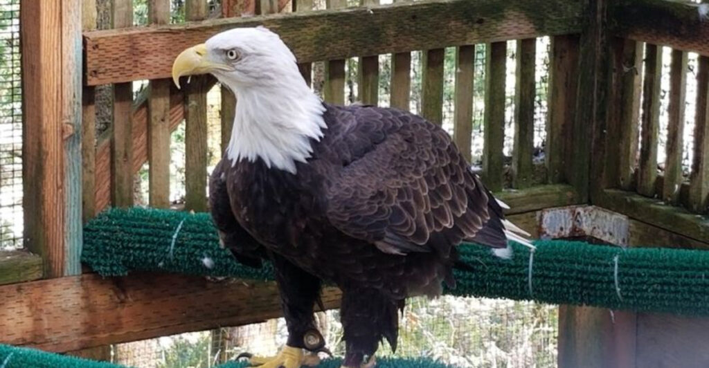 This Hidden Oregon Bird Sanctuary Is Home to Remarkable Rescue Birds