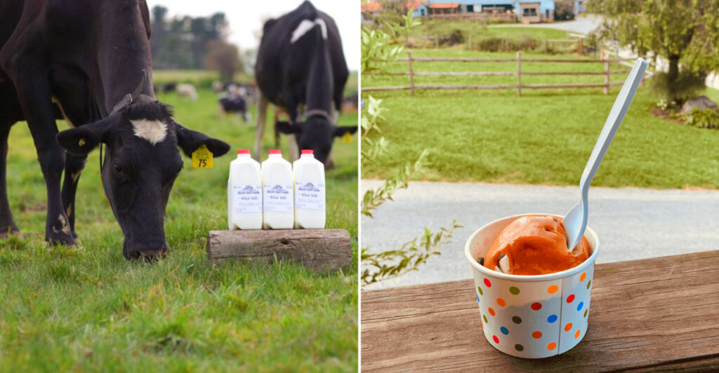 This Hidden Pennsylvania Creamery Has 48 Homemade Ice Cream Flavors and Cows Right Outside