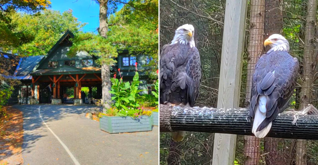This Holderness Nature Center Lets You See Black Bears, Bald Eagles, and Native Wildlife Up Close