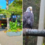 This Holderness Nature Center Lets You See Black Bears, Bald Eagles, and Native Wildlife Up Close