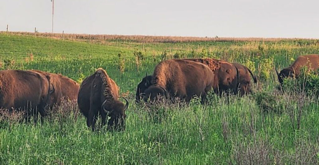 This Iowa Wildlife Refuge Lets You Watch Bison Roam A Nearly Lost Prairie