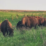 This Iowa Wildlife Refuge Lets You Watch Bison Roam A Nearly Lost Prairie