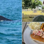 This Massachusetts Coastal Town Has Whales, Lobster, And Centuries Of History