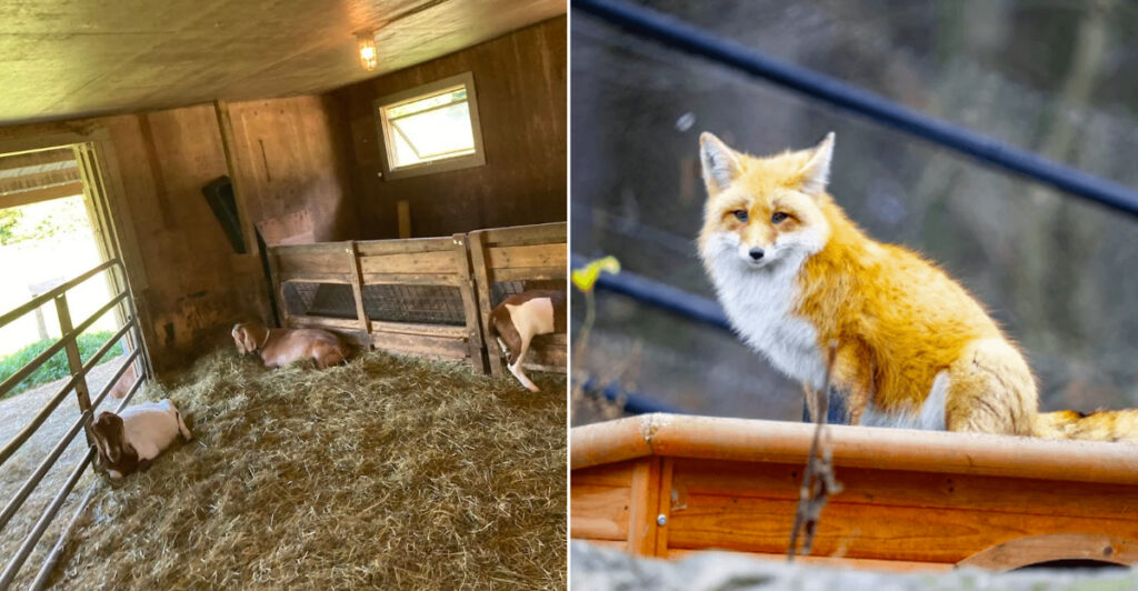 This Massachusetts Day Trip Has Farm Animals, Wildlife Exhibits, And Woodland Trails