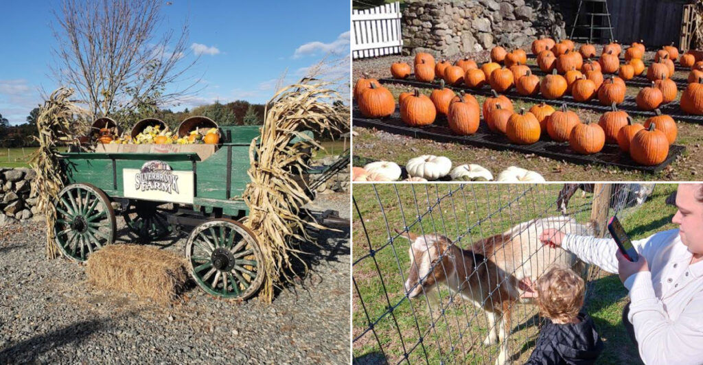 This Massachusetts Farm Blends Fresh Produce, Animals, And Old-School Charm