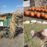 This Massachusetts Farm Blends Fresh Produce, Animals, And Old-School Charm