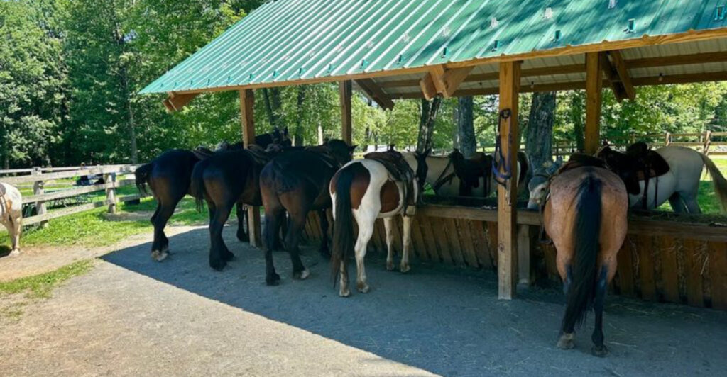 This Massachusetts Ranch Lets Beginners Ride Through Quiet Forest Trails