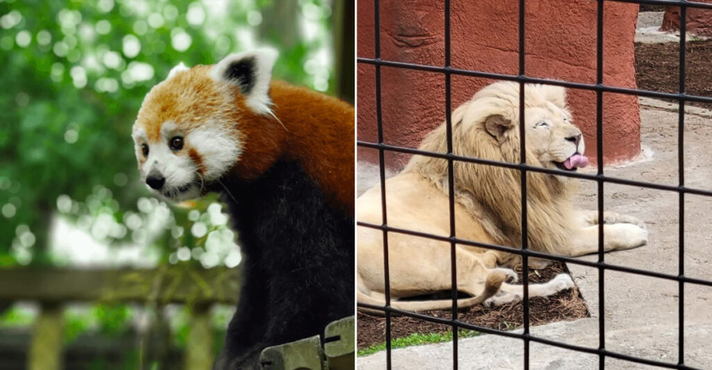 This Massachusetts Zoo Began With A Penny Drive Led By Schoolchildren