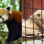 This Massachusetts Zoo Began With A Penny Drive Led By Schoolchildren