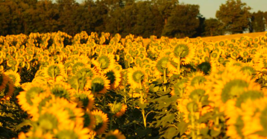 This Massive Sunflower Field Has Become One of Pennsylvania’s Most Photographed Summer Stops