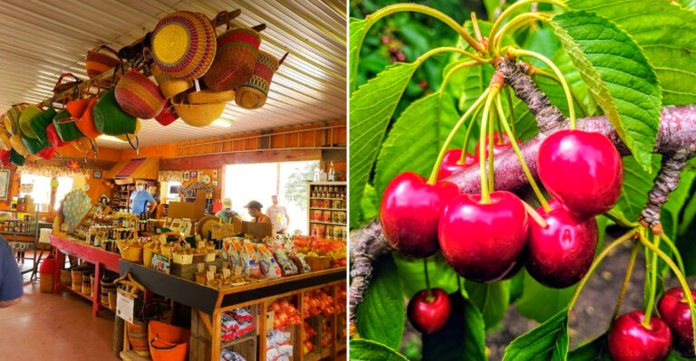 This Michigan Cherry Farm Feels Like a Summer Dream