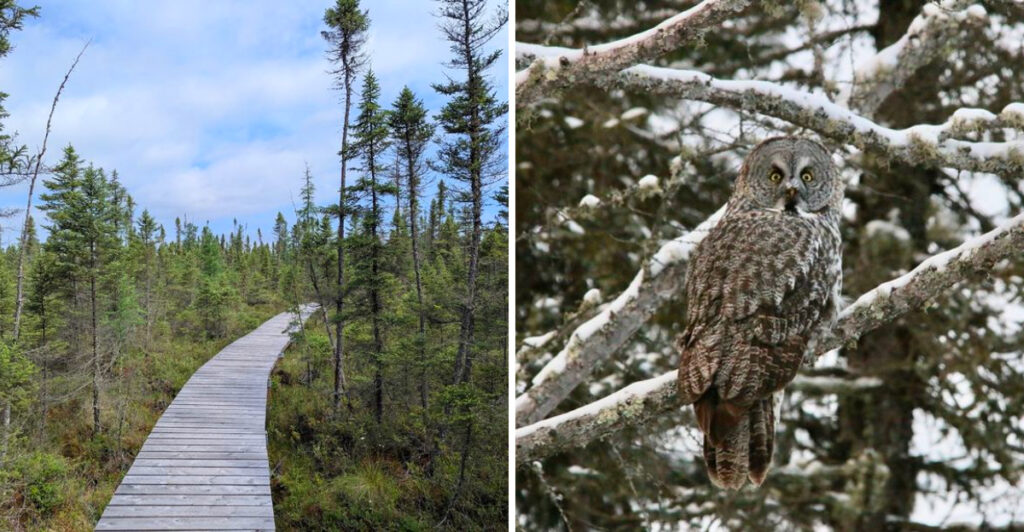 This Minnesota Bog Is One of America’s Best Places to See Great Gray Owls