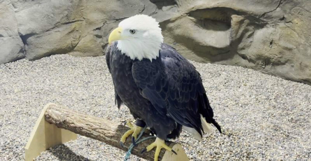 This Minnesota Eagle Center Lets You See America’s National Bird Up Close