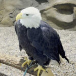 This Minnesota Eagle Center Lets You See America’s National Bird Up Close