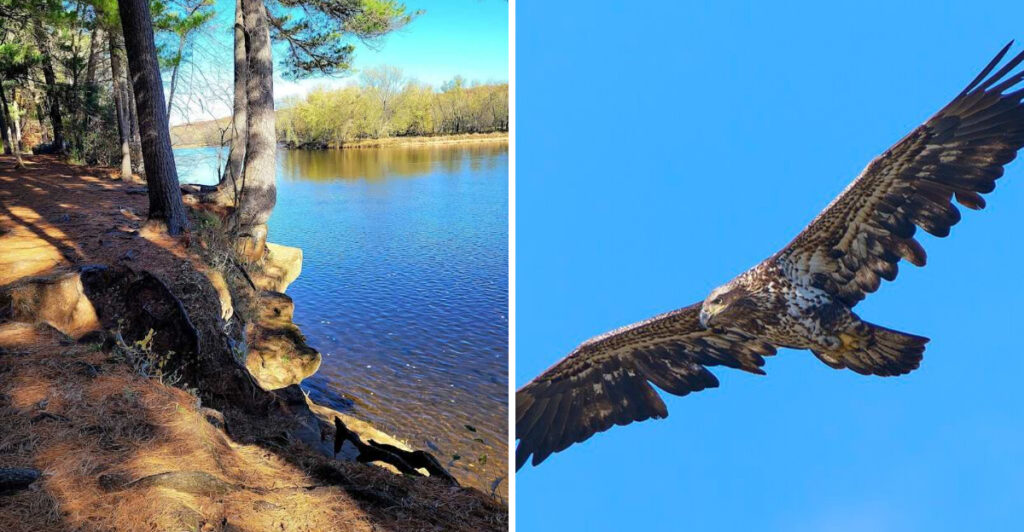 This Minnesota Park Is a Favorite for Bald Eagle Sightings and Riverside Trails