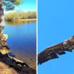 This Minnesota Park Is a Favorite for Bald Eagle Sightings and Riverside Trails