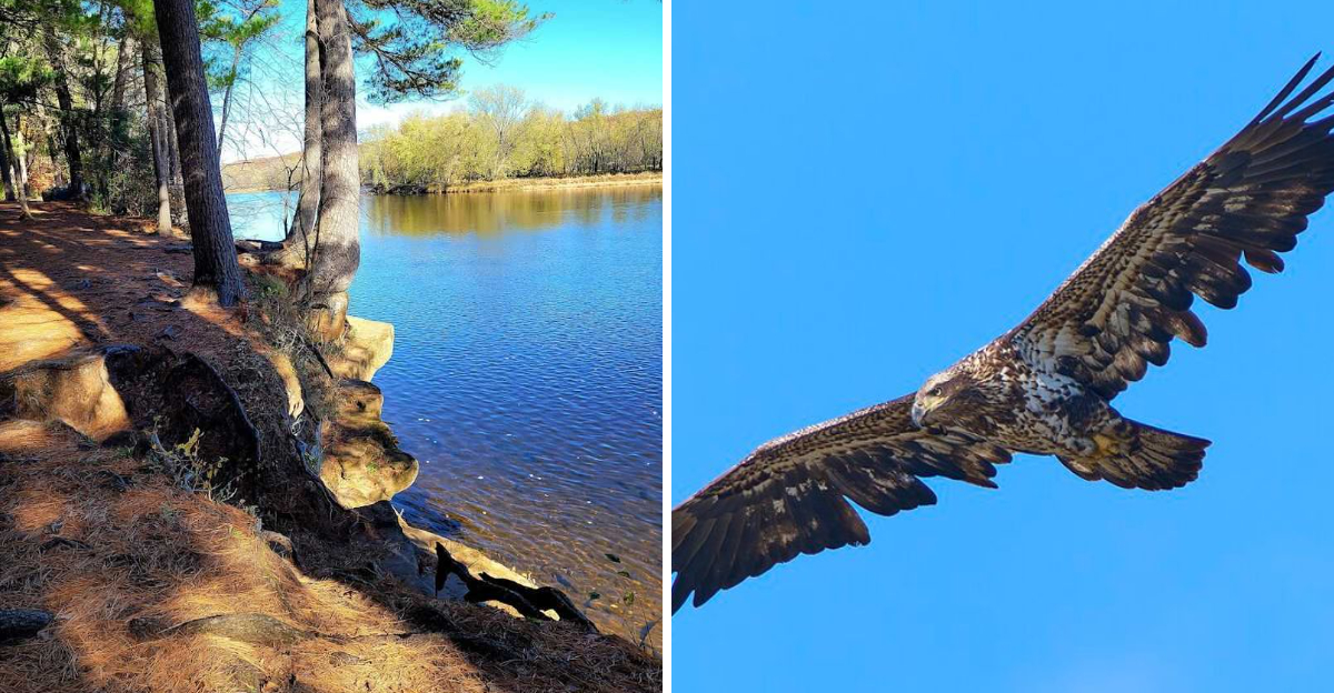 This Minnesota Park Is a Favorite for Bald Eagle Sightings and Riverside Trails