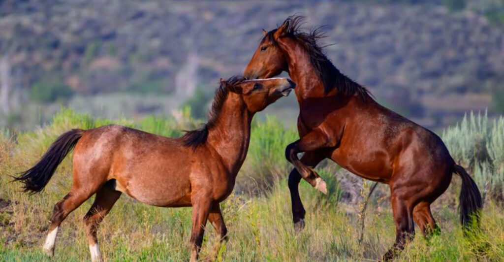 This Nevada State Park Is Famous for Wild Horses and Spectacular Mountain Views