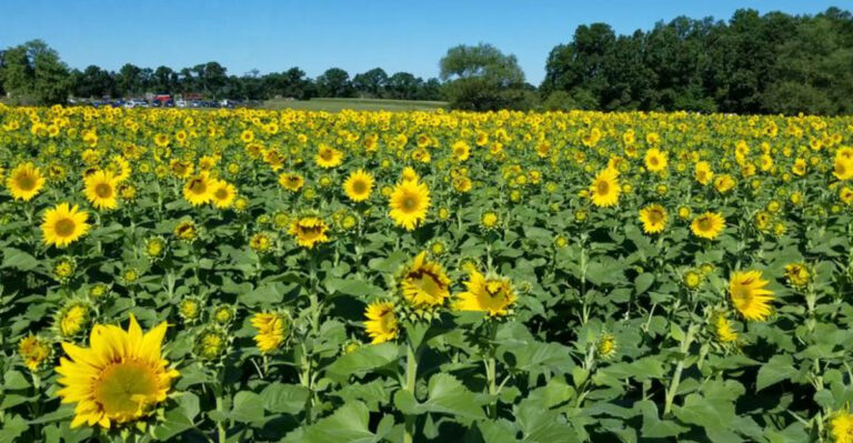 This Newbury Farm Has One Of Massachusetts’ Most Photographed Sunflower Fields