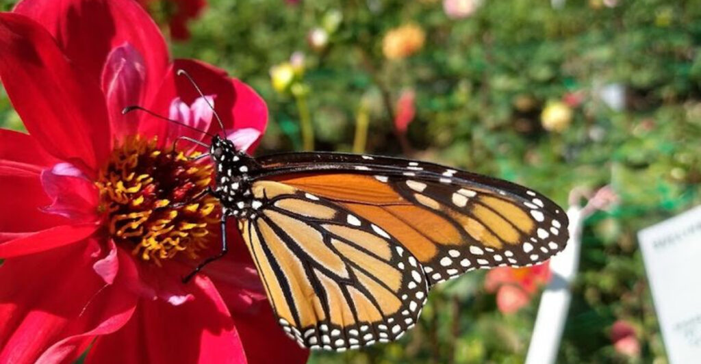 This North Carolina Botanical Garden Has One of the State’s Most Whimsical Hidden Attractions
