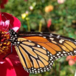 This North Carolina Botanical Garden Has One of the State’s Most Whimsical Hidden Attractions