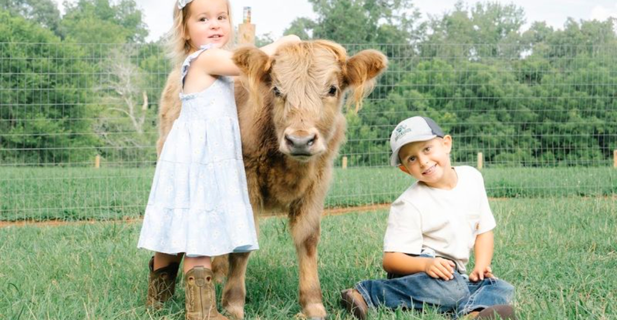 This North Carolina Farm Is Famous for Its Highland Cow Cuddles