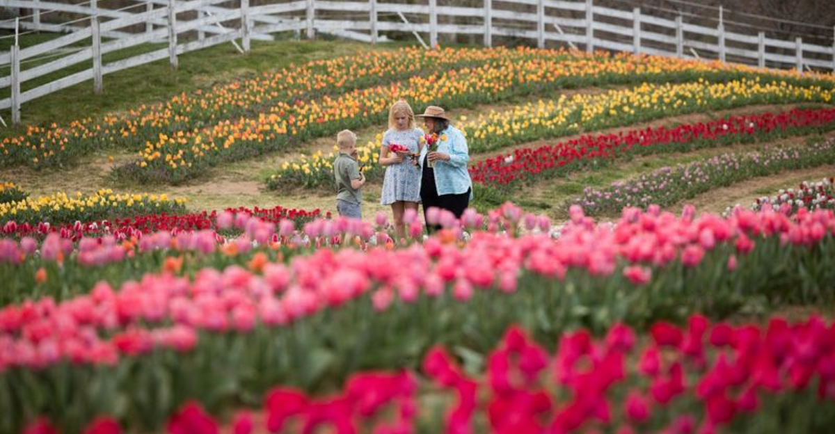This North Carolina Farm Showcases More Than 168,000 Tulips Across 20 Acres