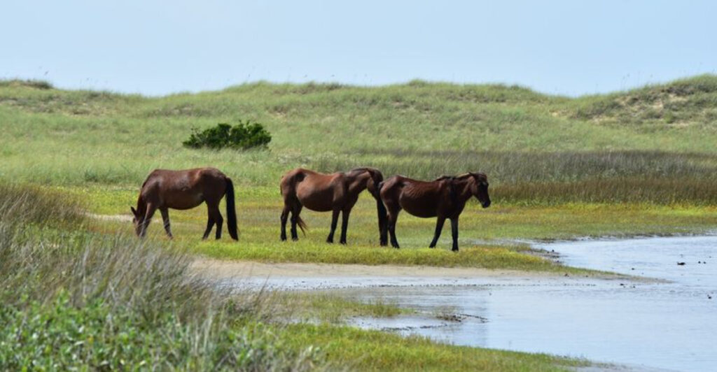 This North Carolina Island Is Home to Wild Horses That Have Roamed the Beaches for Centuries