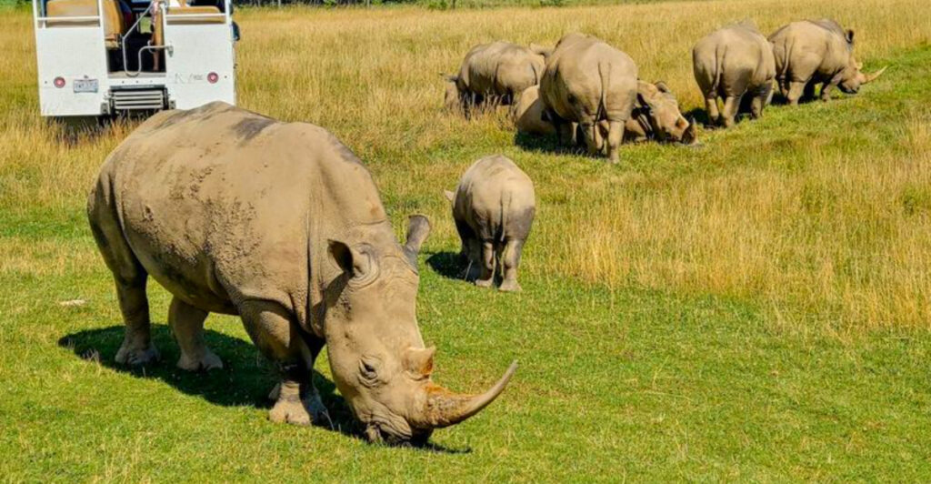 This Ohio Attraction Features Hundreds Of Exotic Animals Roaming Open Pastures