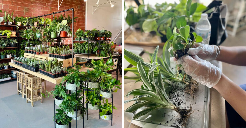 This Oklahoma Plant Store Is a Tropical Escape in the Heart of the City