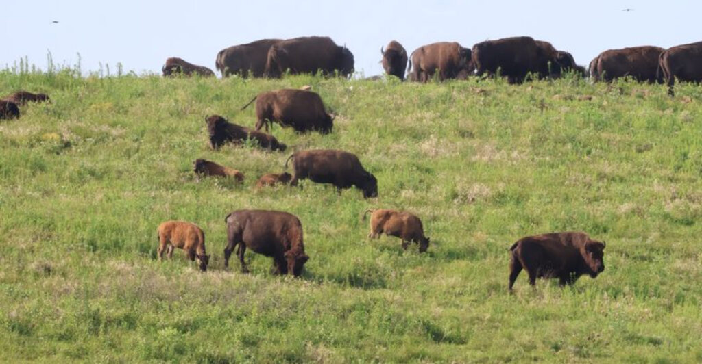 This Oklahoma Prairie Near Pawhuska Lets You Drive 15 Miles Through a Bison Herd Numbering More Than 2,100