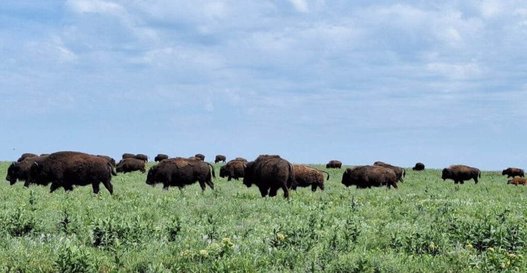 This Oklahoma Preserve Is Home to One of the World’s Largest Bison Herds