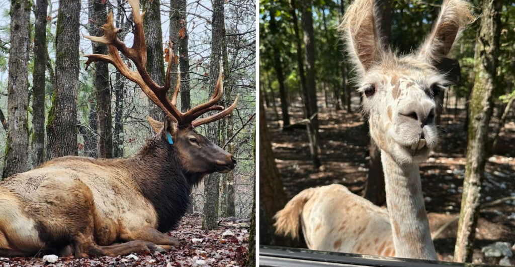 This Oklahoma Wildlife Park Lets You Drive Through a Forest Filled With Exotic Animals