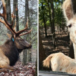 This Oklahoma Wildlife Park Lets You Drive Through a Forest Filled With Exotic Animals