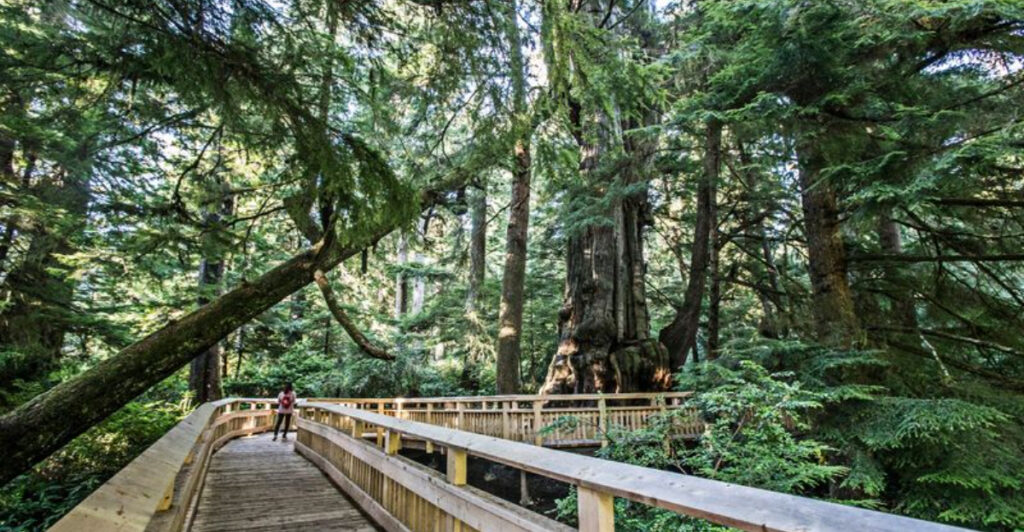 This Oregon Boardwalk Makes Exploring an Old-Growth Forest Easy for Everyone