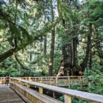 This Oregon Boardwalk Makes Exploring an Old-Growth Forest Easy for Everyone