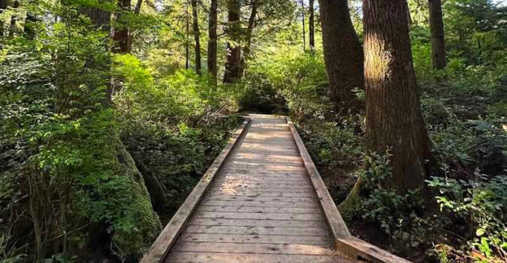 This Oregon Boardwalk Trail Is Tucked Inside a Forest Few People Realize They Can Visit