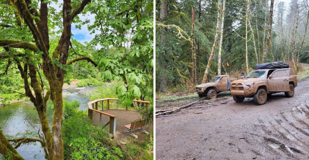 This Oregon Forest Is Famous for a Spectacular Suspension Bridge and Towering Evergreens
