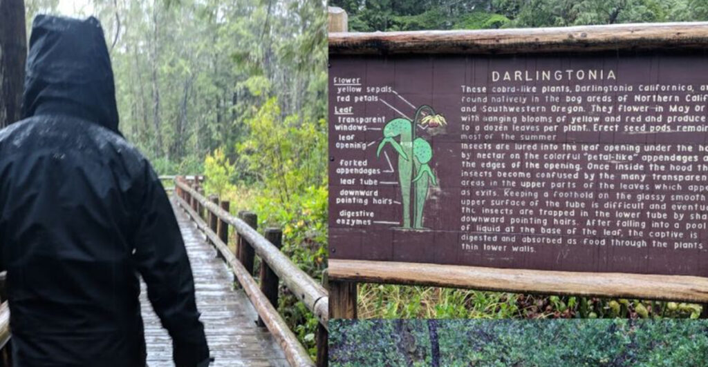 This Oregon Park Is Home to a Rare Carnivorous Plant Found in Few Places on Earth