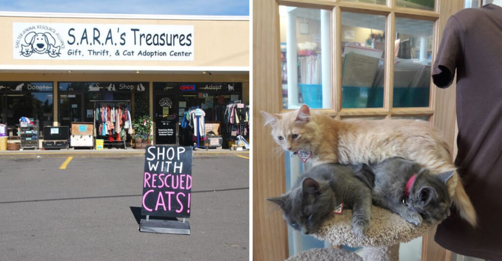 This Oregon Thrift Store Lets You Hunt for Treasures and Meet Rescue Cats