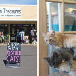 This Oregon Thrift Store Lets You Hunt for Treasures and Meet Rescue Cats