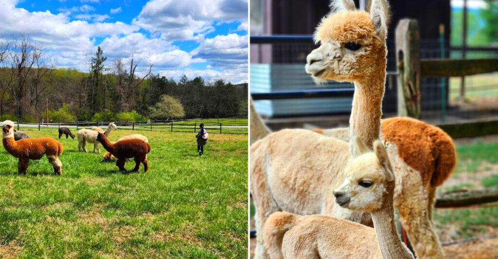 This Pennsylvania Alpaca Farm Lets You Feed, Walk, and Hug Nearly 40 Friendly Alpacas