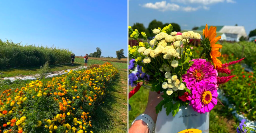 This Pennsylvania Farm Lets You Pick Your Own Bouquet for Less Than $10