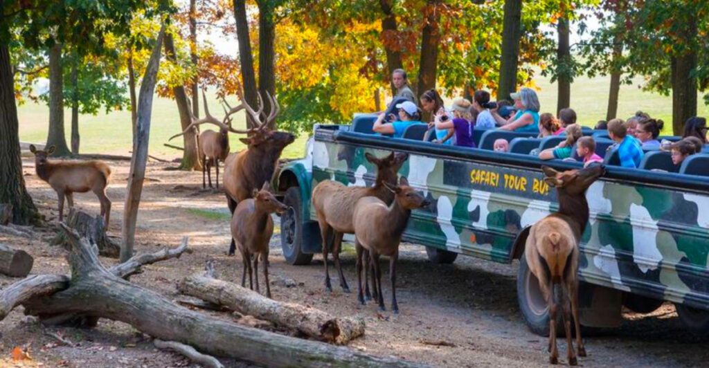 This Pennsylvania Wildlife Park Has a Drive-Through Safari, Giraffe Feedings, and Hundreds of Animals