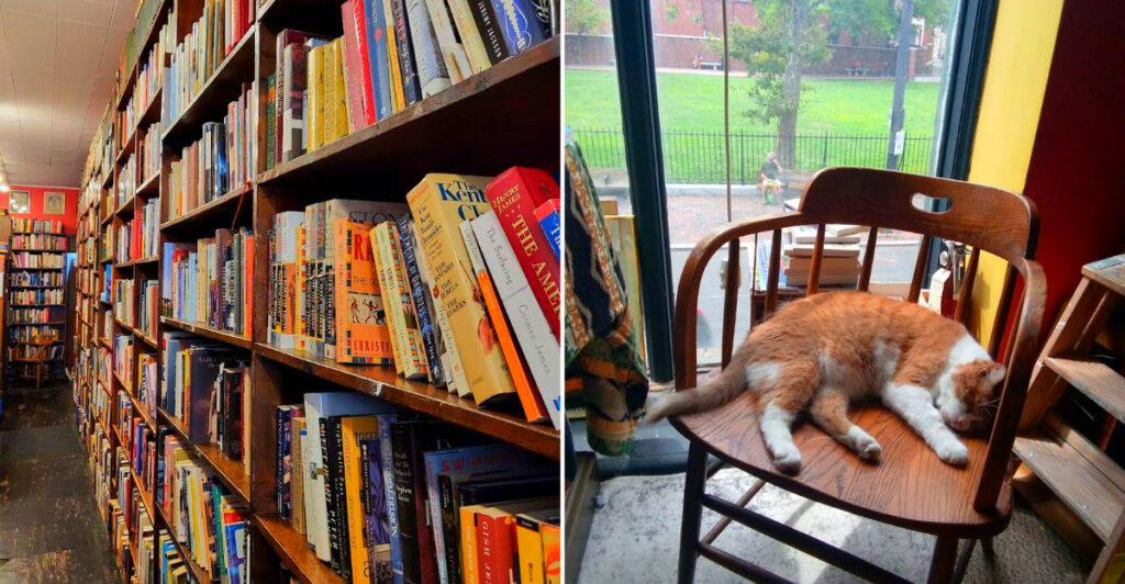 This Philadelphia Bookstore Has Thousands of Used Books, a Trade-In Program, and a Cat Named Mr. Pickles