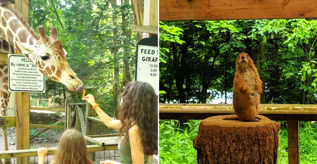 This Pocono Wildlife Park Combines Exotic Animals, Petting Areas, and Family Adventures