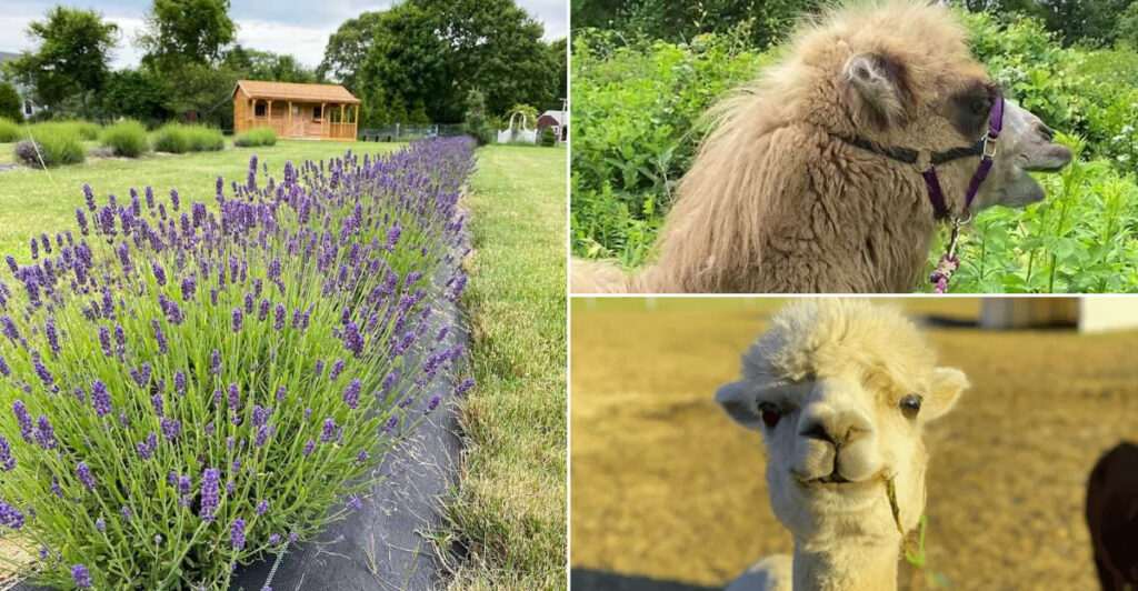 This Rhode Island Lavender Farm Has Camels, Alpacas, And 4,000 Purple Plants