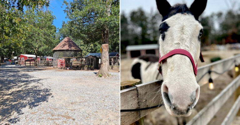 This Sanctuary Lets Most of Its 600+ Rescue Animals Roam Freely