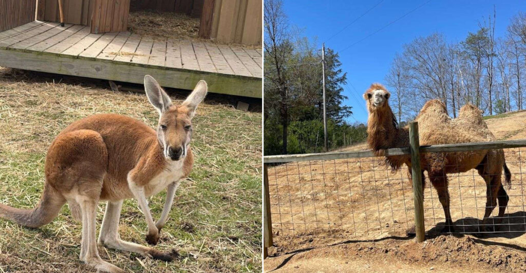 This Small Tennessee Zoo Brings Visitors Face-to-Face With Rescued Animals